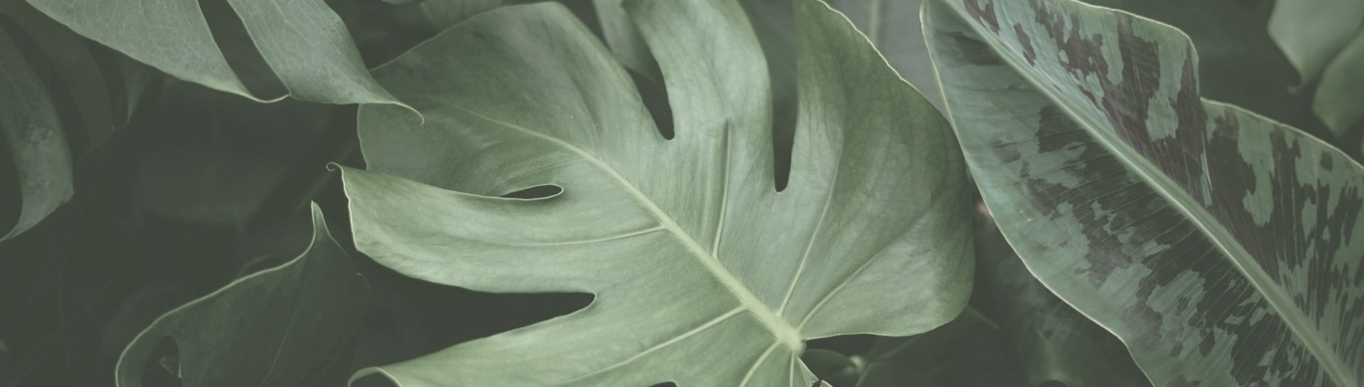 Große grüne Blätter